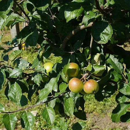 Casa Do Tio Arménio Ponte de Lima