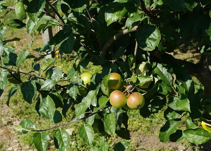 Casa Do Tio Armenio Ponte de Lima