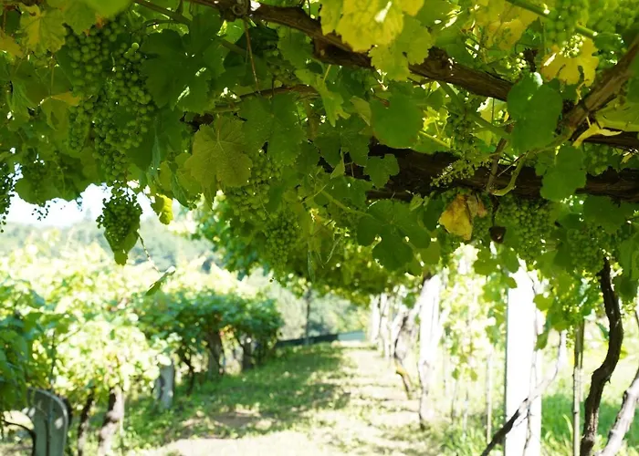 Casa Do Tio Arménio Ponte de Lima